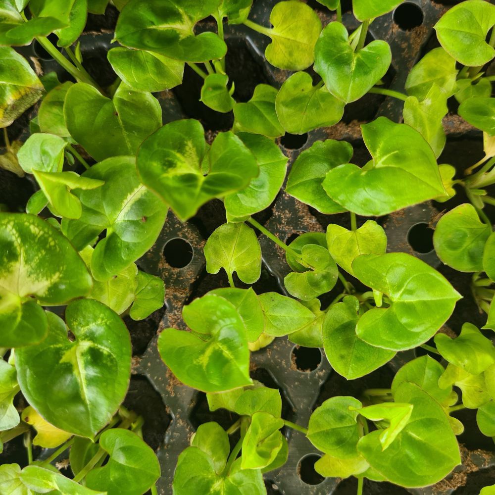 Syngonium 'Pixie' - Flower and Twig Nursery