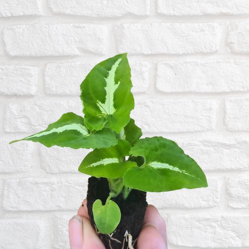 Syngonium wendlandii - Flower and Twig Nursery