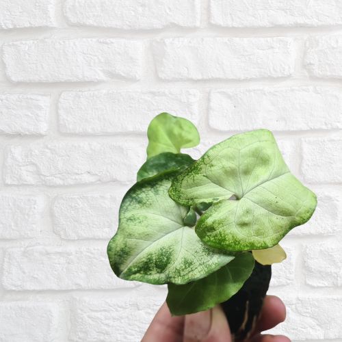 Syngonium 'White Butterfly' - Flower and Twig Nursery