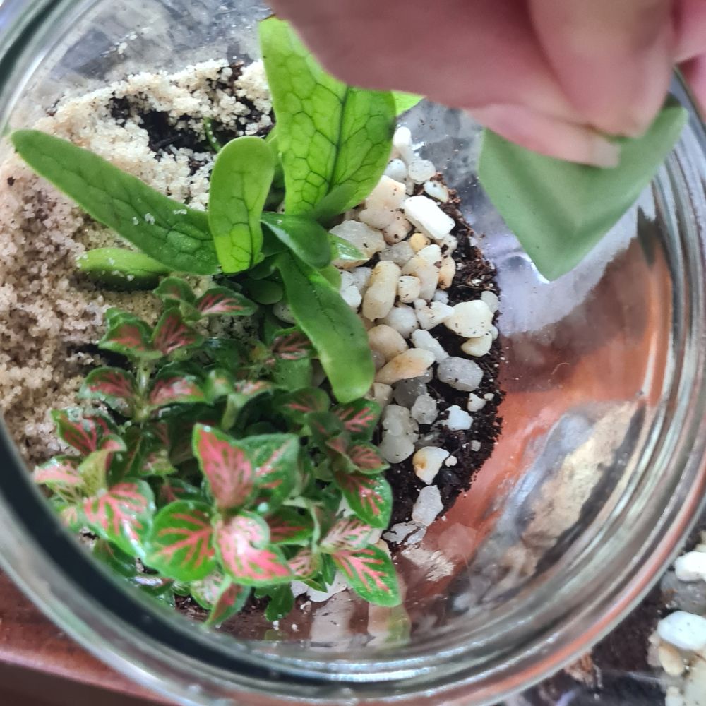 Terrarium Cleaning Kit - Flower and Twig Nursery