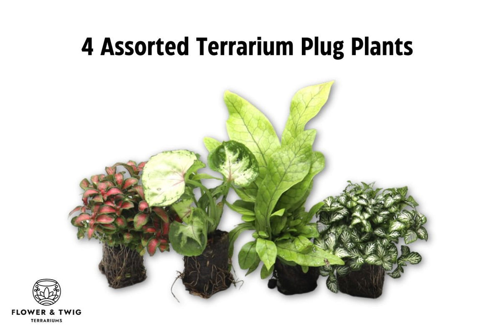 Terrarium Supplies with 4 Terrarium Plug Plants - Flower and Twig Nursery