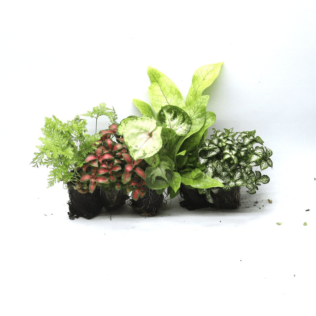 Terrarium Supplies with 6 Terrarium Plug Plants - Flower and Twig Nursery