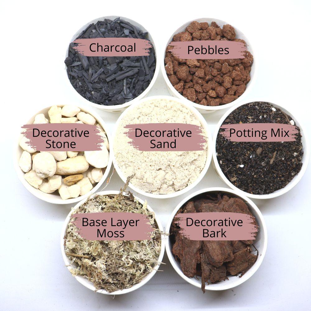 Terrarium Supplies with 6 Terrarium Plug Plants - Flower and Twig Nursery