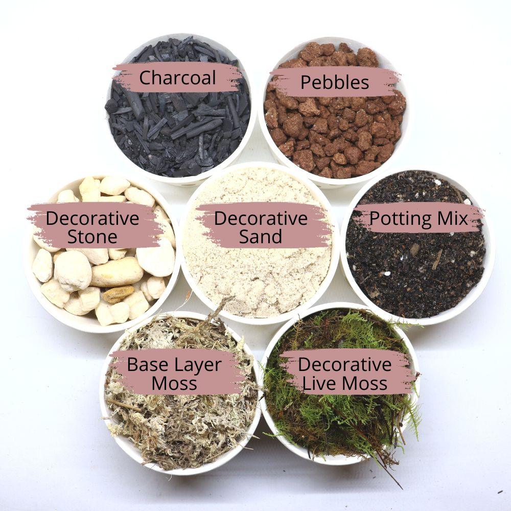 Terrarium Supplies with 6 Terrarium Plug Plants - Flower and Twig Nursery