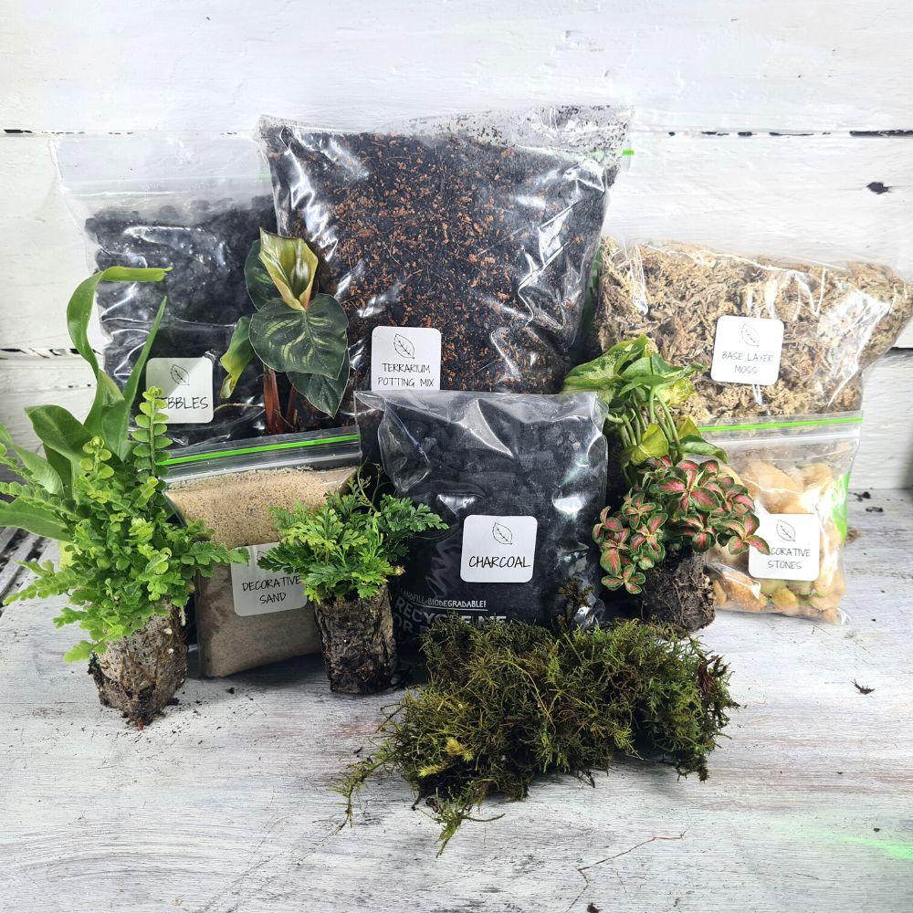 terrarium plants and supplies Terrarium Supplies with 6 Terrarium Plug Plants