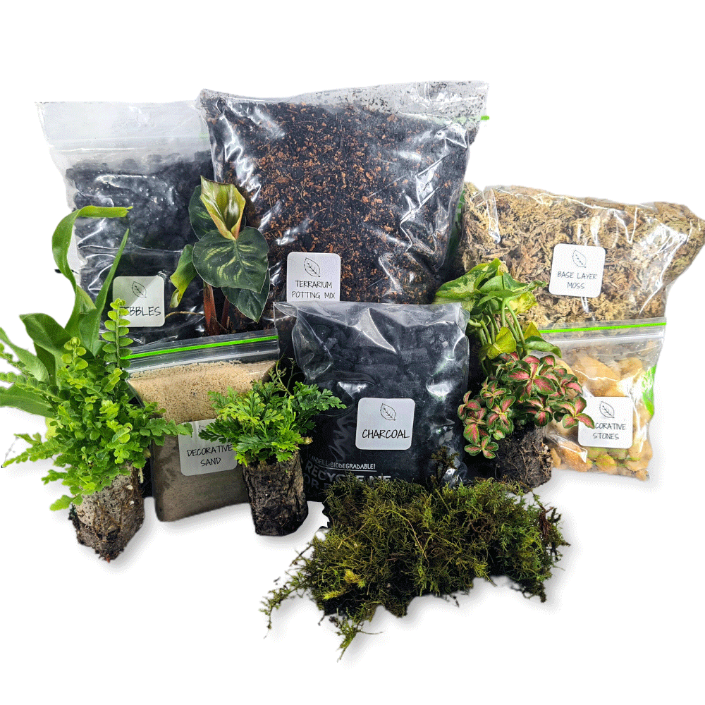 Terrarium Supplies with 6 Terrarium Plug Plants Online – Flower and ...