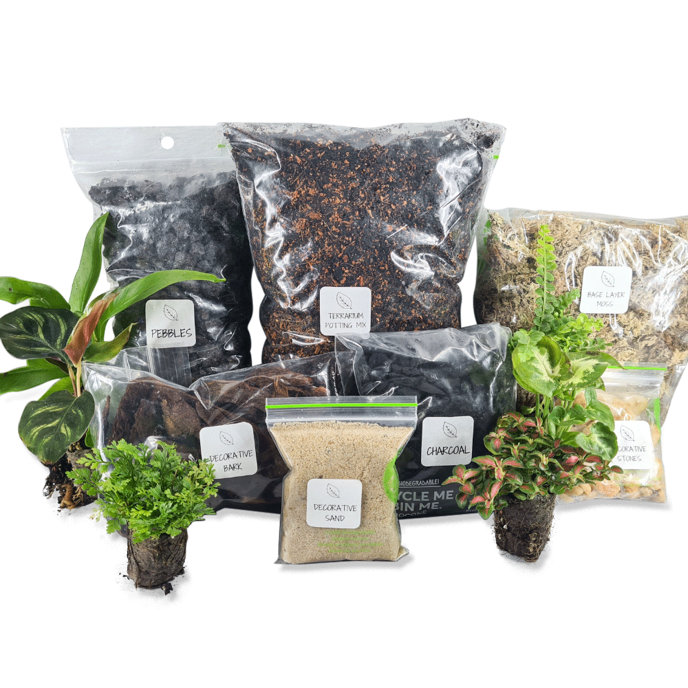 Terrarium Supplies with 6 Terrarium Plug Plants - Flower and Twig Nursery