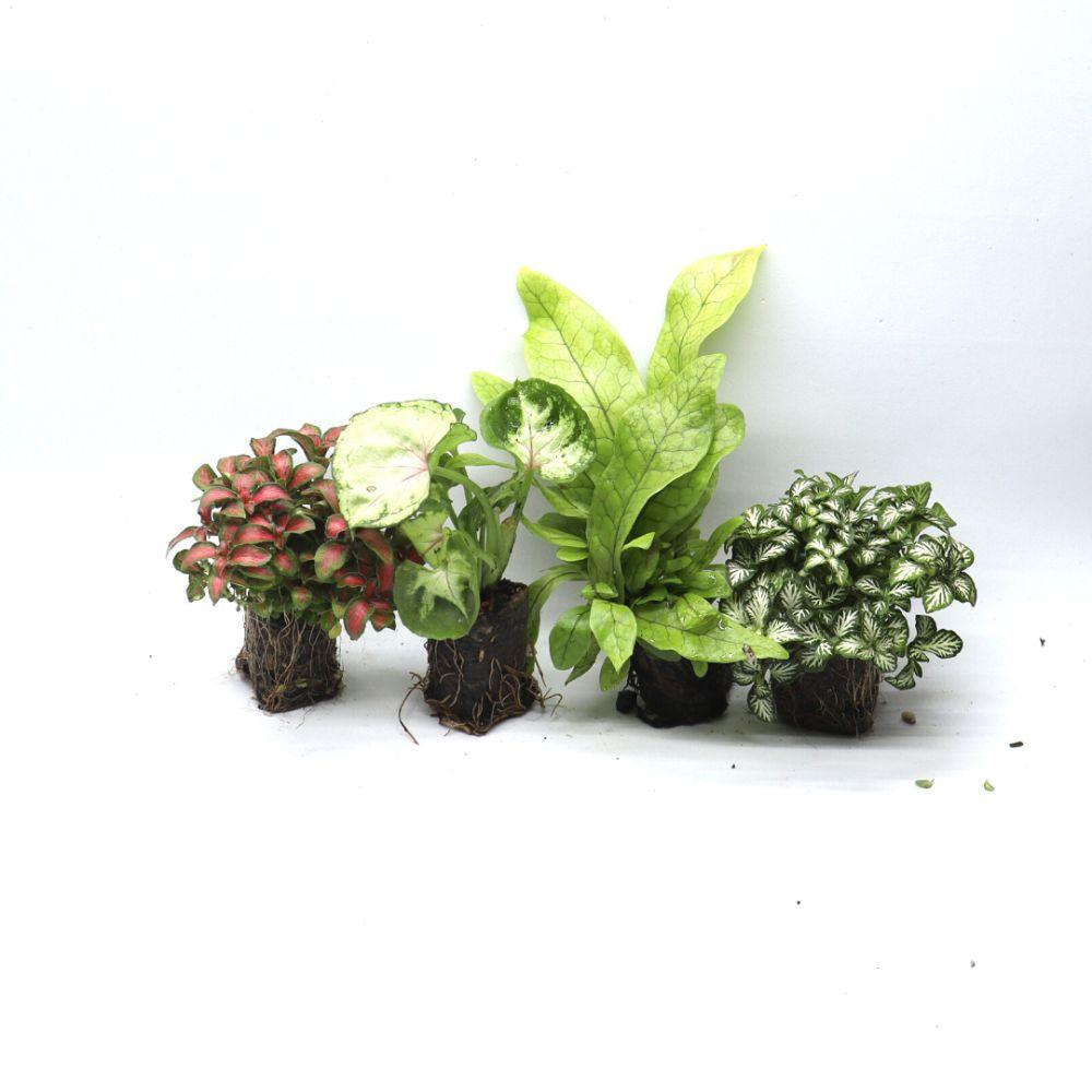 Tropical Brandy Bowl DIY Terrarium Kit - 18cm - Flower and Twig Nursery