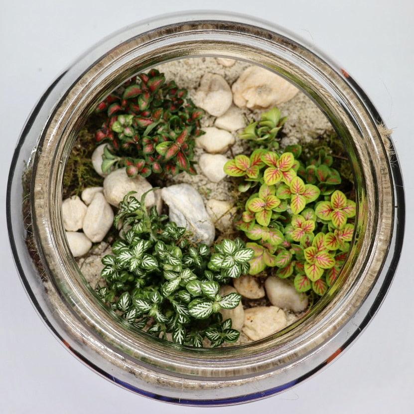 Tropical Jewel Jar DIY Terrarium Kit - 17cm - Flower and Twig Nursery