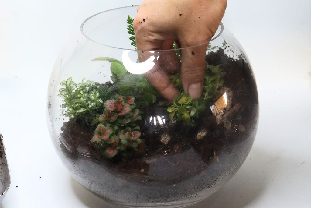 Tropical Orb Closed Large Gift Set - Flower and Twig Nursery