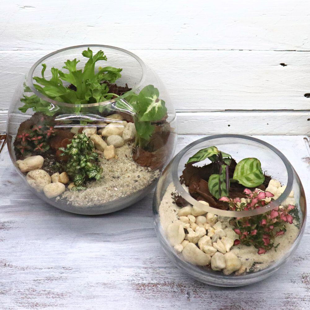 Tropical Orb DIY Terrarium Kit - 3 Sizes Available - Flower and Twig Nursery