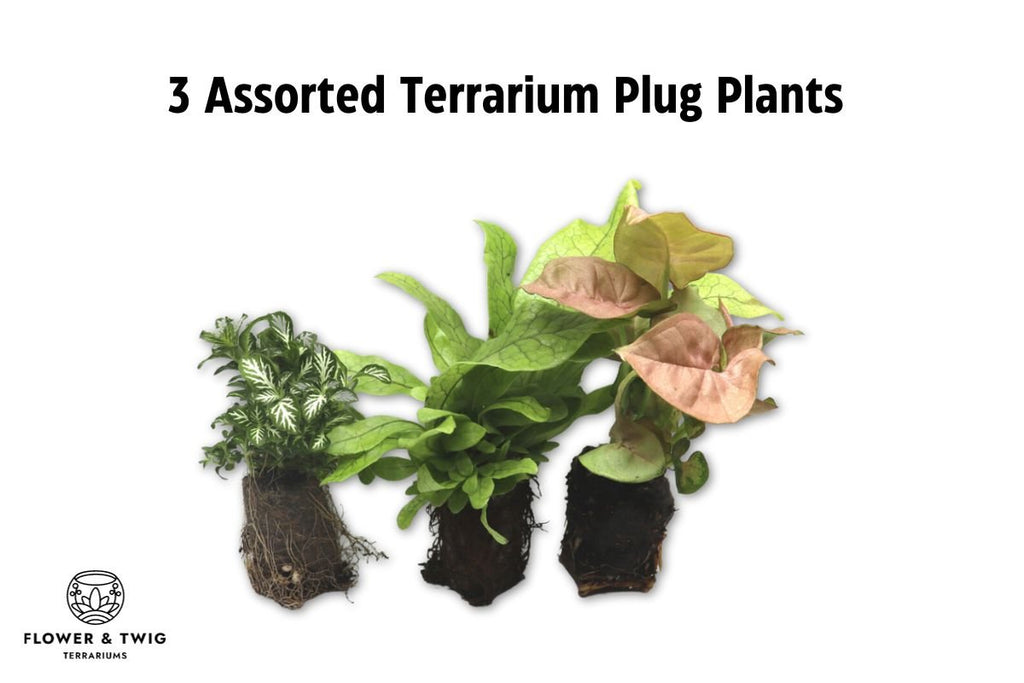 Woodland Capsule DIY Terrarium Kit - Flower and Twig Nursery