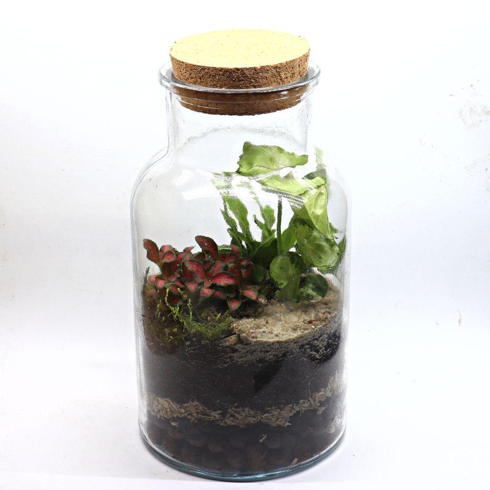 Woodland Cork DIY Terrarium Kit - Flower and Twig Nursery