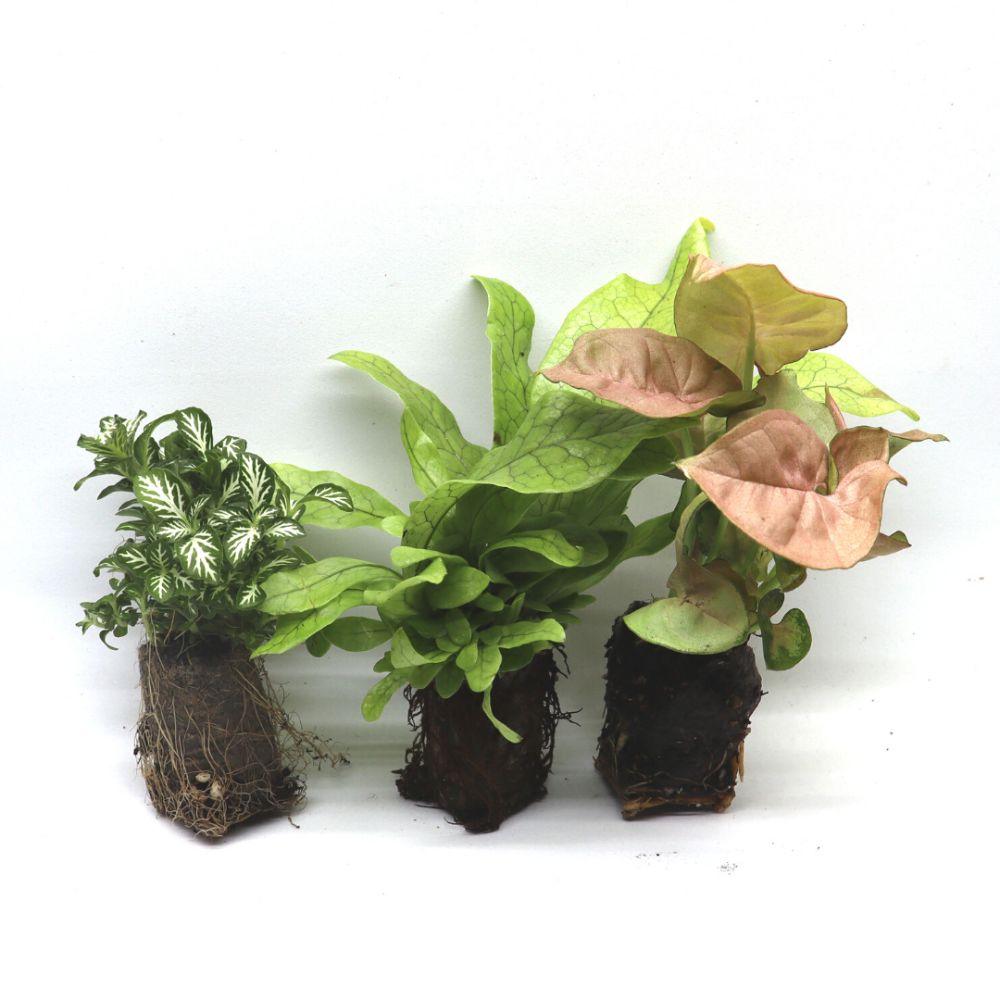 Woodland Cork DIY Terrarium Kit - Flower and Twig Nursery