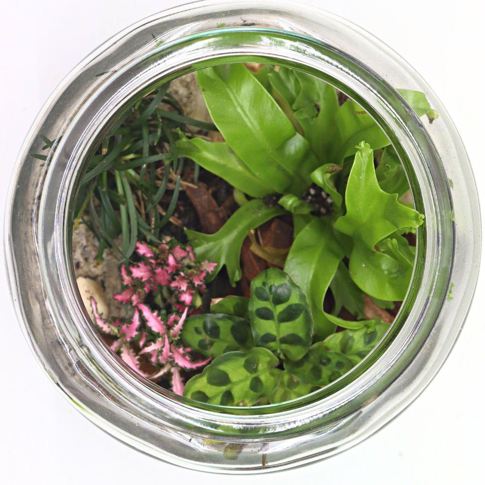 Woodland Oasis DIY Terrarium Kit - Flower and Twig Nursery