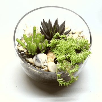 Coastal DIY Terrarium Kit - 3 Succulents - 18cm Bowl - Flower and Twig Nursery