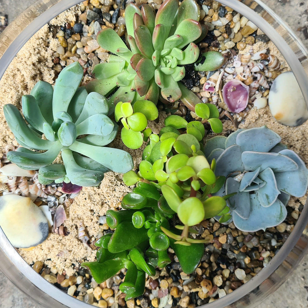 Coastal DIY Terrarium Kit - 5 Succulents - 25cm Low Cut Bowl - Flower and Twig Nursery