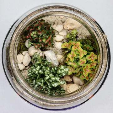 Tropical Jewel Jar - DIY Terrarium Kit - 3 Fittonia Plants - Flower and Twig Nursery
