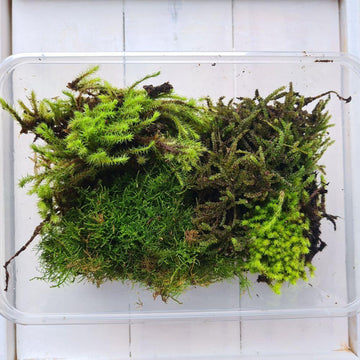 Live Moss Multi Pack - Sustainably Harvested - 3-4 Varieties - Flower and Twig Nursery