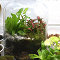 Woodland Cork DIY Terrarium Kit - Flower and Twig Nursery