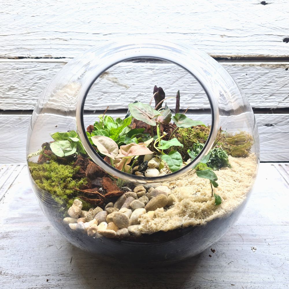Rainforest Orb DIY Terrarium Kit - 2 Sizes Available - Flower and Twig Nursery