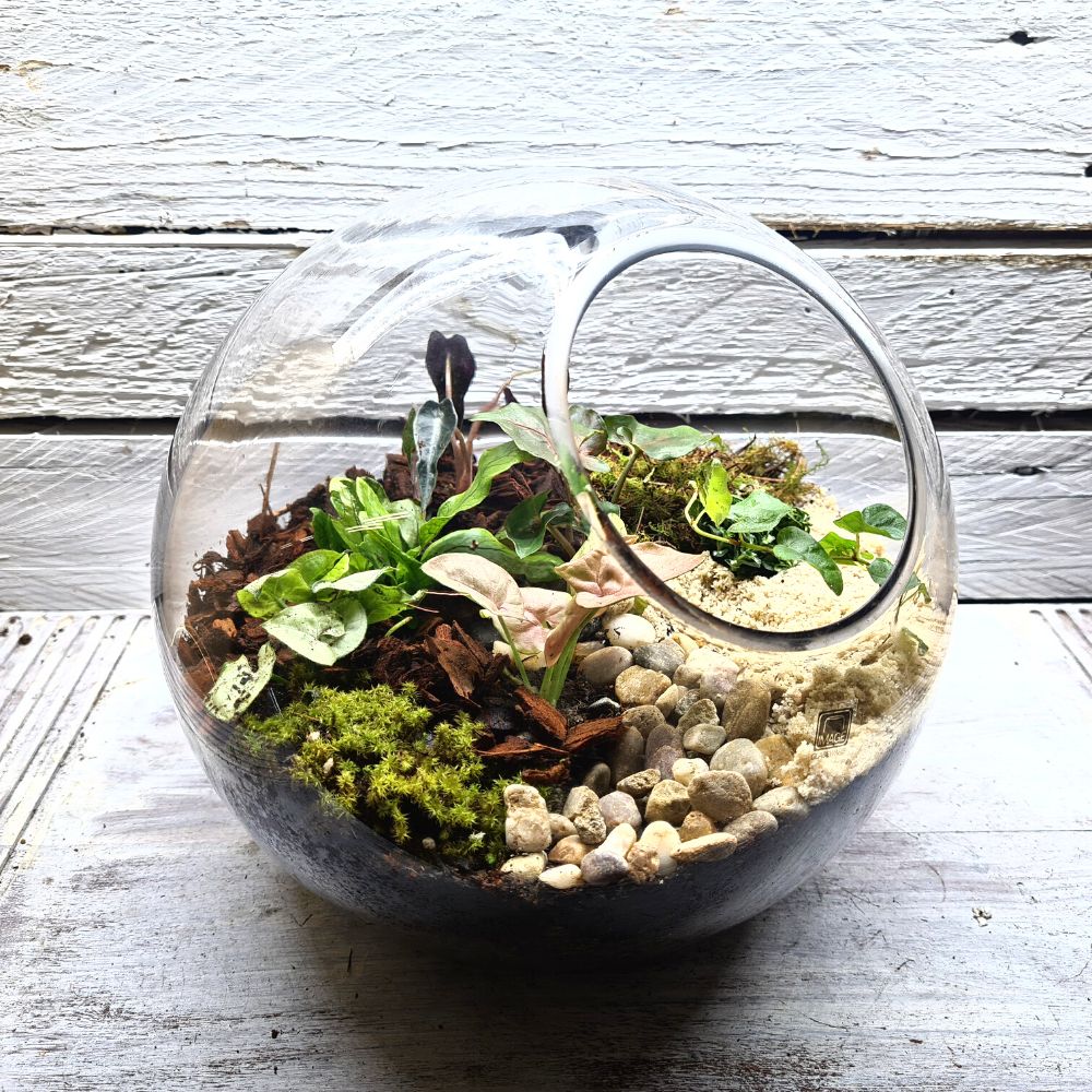 Rainforest Orb DIY Terrarium Kit - 2 Sizes Available - Flower and Twig Nursery