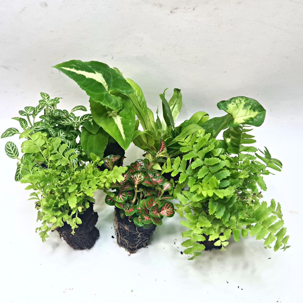 Rainforest Treasure DIY Terrarium Kit - Flower and Twig Nursery